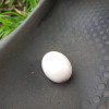 Dove&#039;s egg