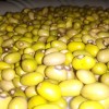 Mayocoba beans