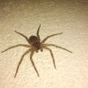 Wall Spider