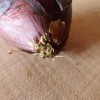 Bulb onion