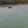 Udawalawe Lake Elephant bathing