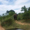 Udawalawe Elephant