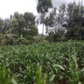 Maize plantation