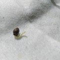 Sprouting cannabis seed