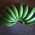 Cavendish banana