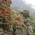 Rhododendron-National-Flower-Nepal