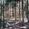 deep into the woods. Dundori forest