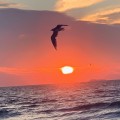 Sunrise with Bird