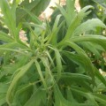 Parthenium hysterophorus flowering plant
