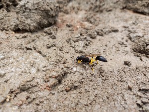 Black mud-dauber wasp