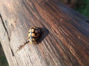 Asian lady beetle