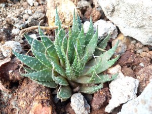 Guinea-fowl aloe