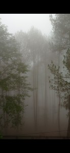 Trees covered in fog at Chaukot Panauti