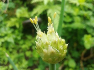 Spring onion flowers