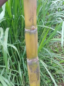Reddish stem sugarcane