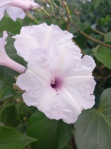 The pink morning glory
