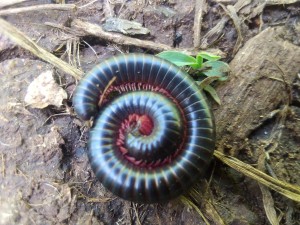 American giant millipede