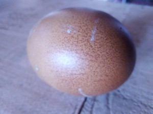 Hybrid egg