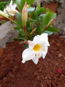 Mandevilla laxa