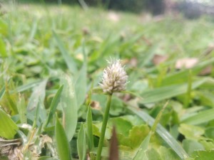 Centipede grass