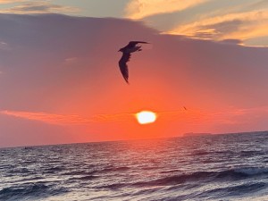 Sunrise with Bird