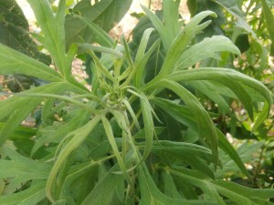 Parthenium hysterophorus flowering plant
