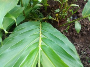 Hedychium coronarium