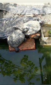 Tortoise taking sun bath at Kathmandu Nepal