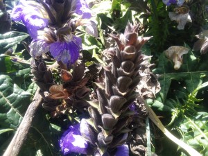 Acanthus montanus