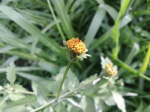 Bidens bipinnata