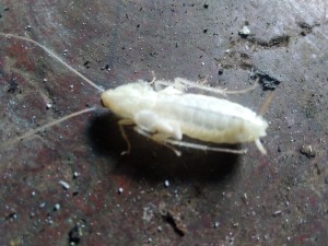 Molted Juvenile Cockroach