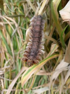 Caterpillar