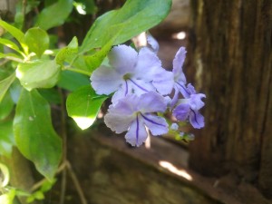 Bougainvillea