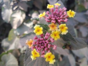 Lantana camara