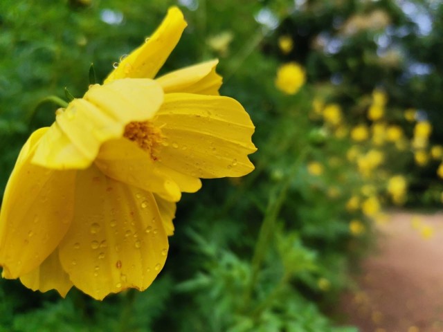 Yellow flower