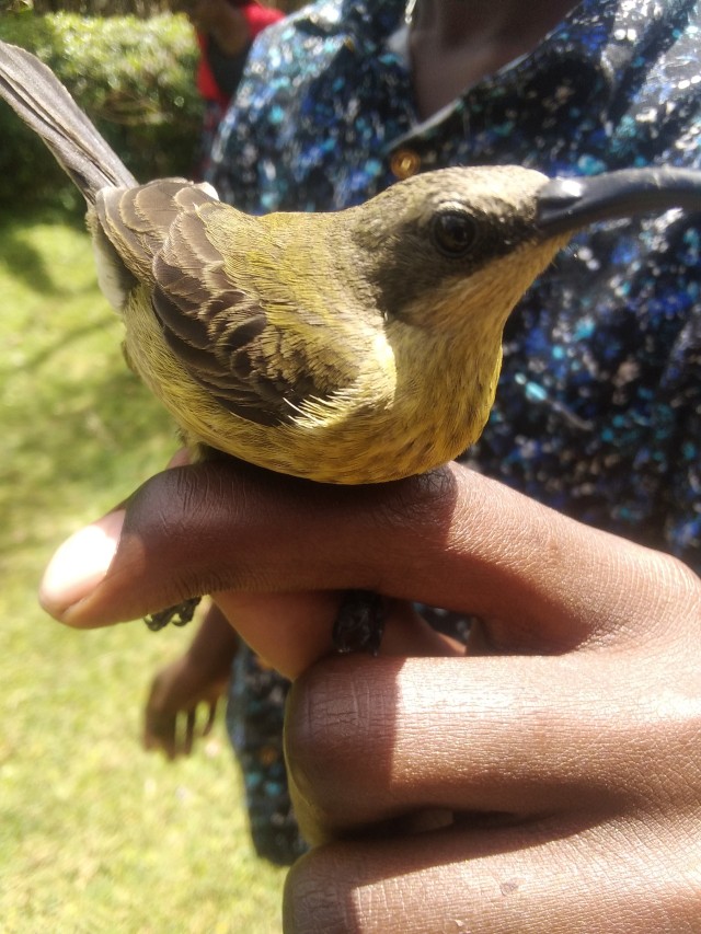 Olive Sunbird in Nyanza region of Kenya