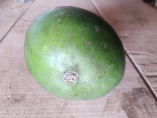 Green mangifera indica fruit