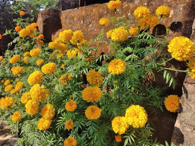 Marigold blooming at my garden