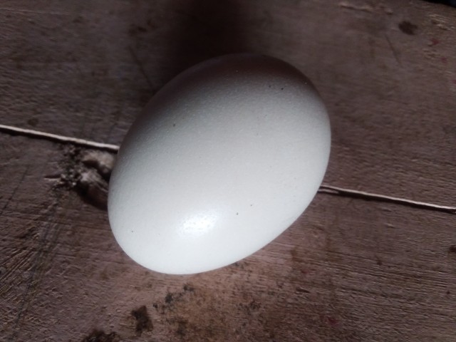 Kienyeji chicken egg as food for protein sources