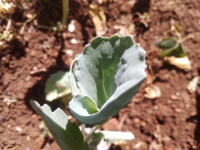 Young Gloria F1 cabbage plant