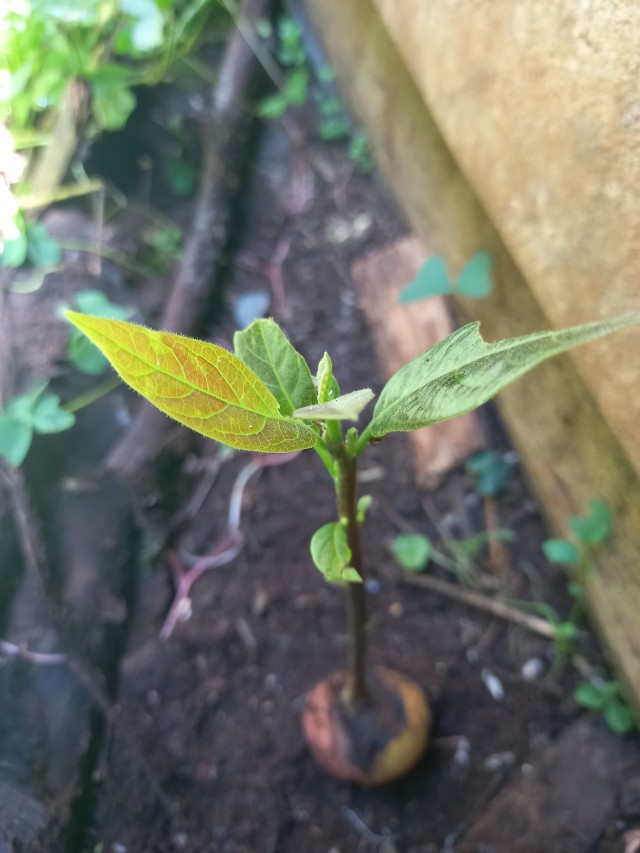 Sprouted avocado seedling