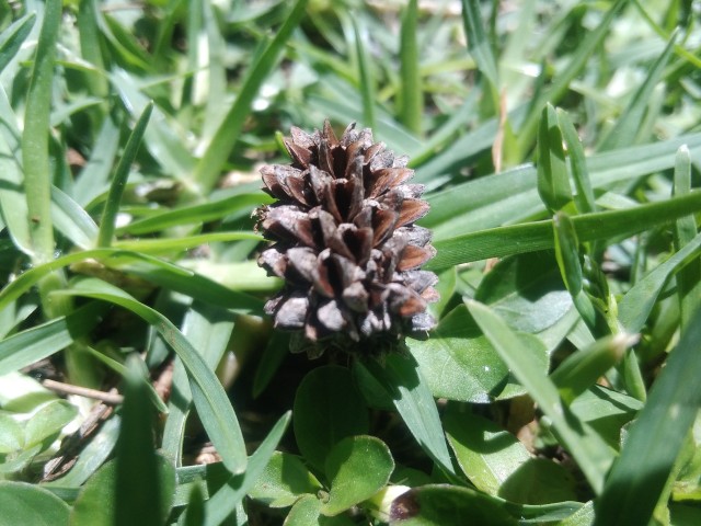Edible mature pine nuts