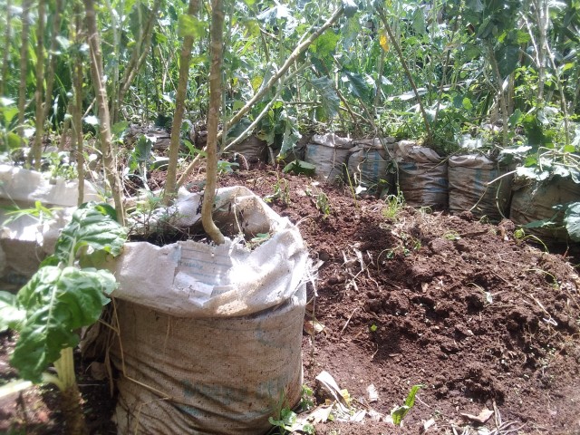 Urban Home Farming