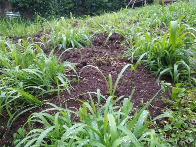 Pennisetum Purpureum in Kenya