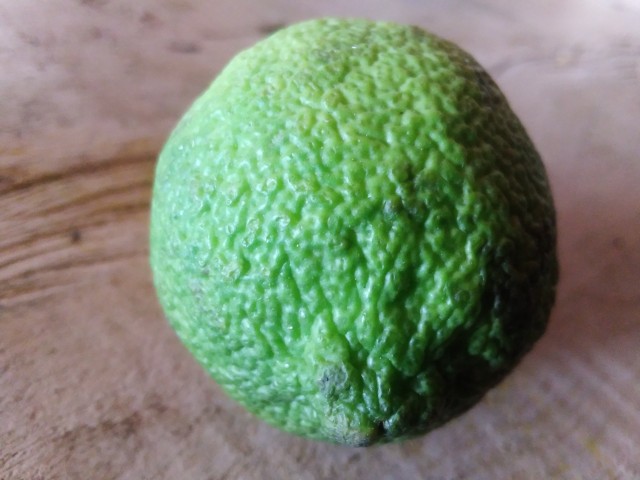Persian lime fruit in Kebirigo Nyanza region of Kenya