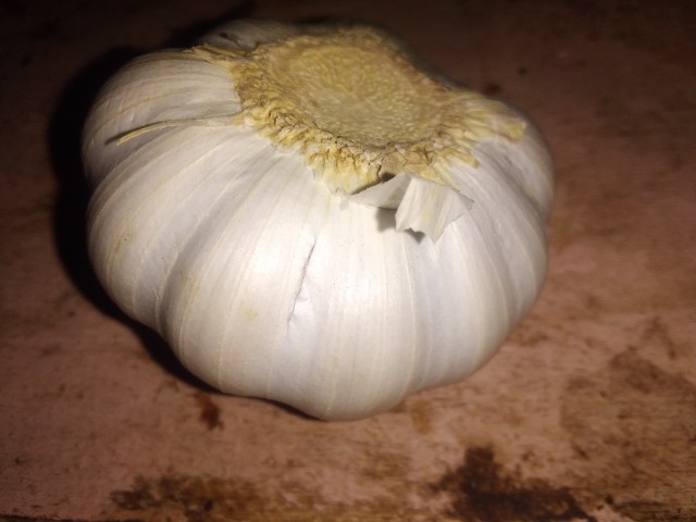 White garlic bulbs