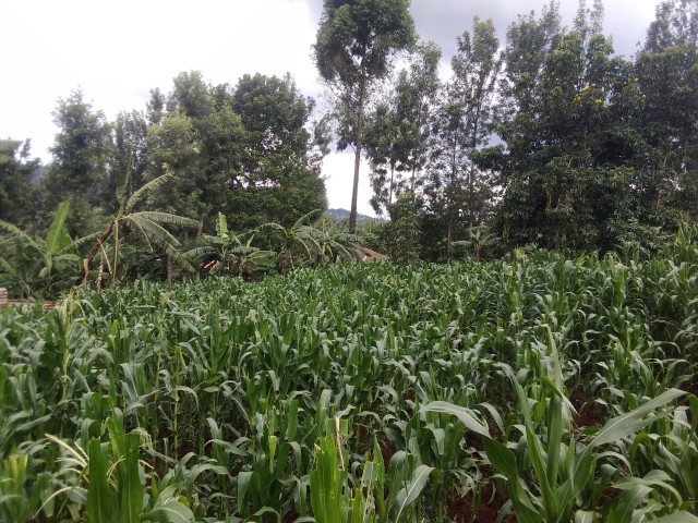 Zea Mays Farming