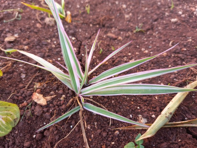 Strappy herbaceous dianella tasmanica plant