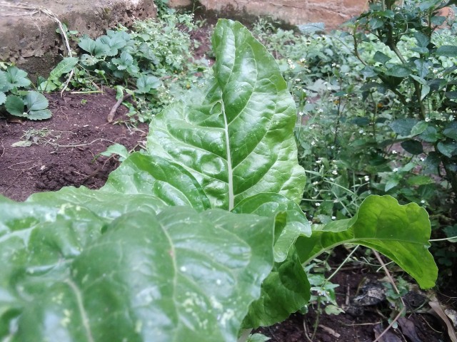 Savoy Spinach