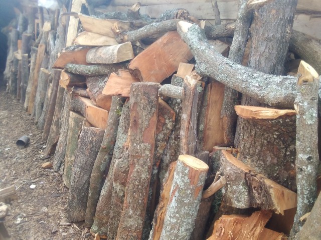 Tree logs for use as firewood